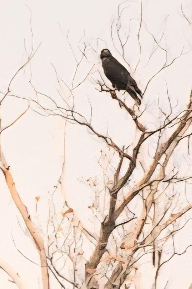 Hudsonweihe - ML647438508