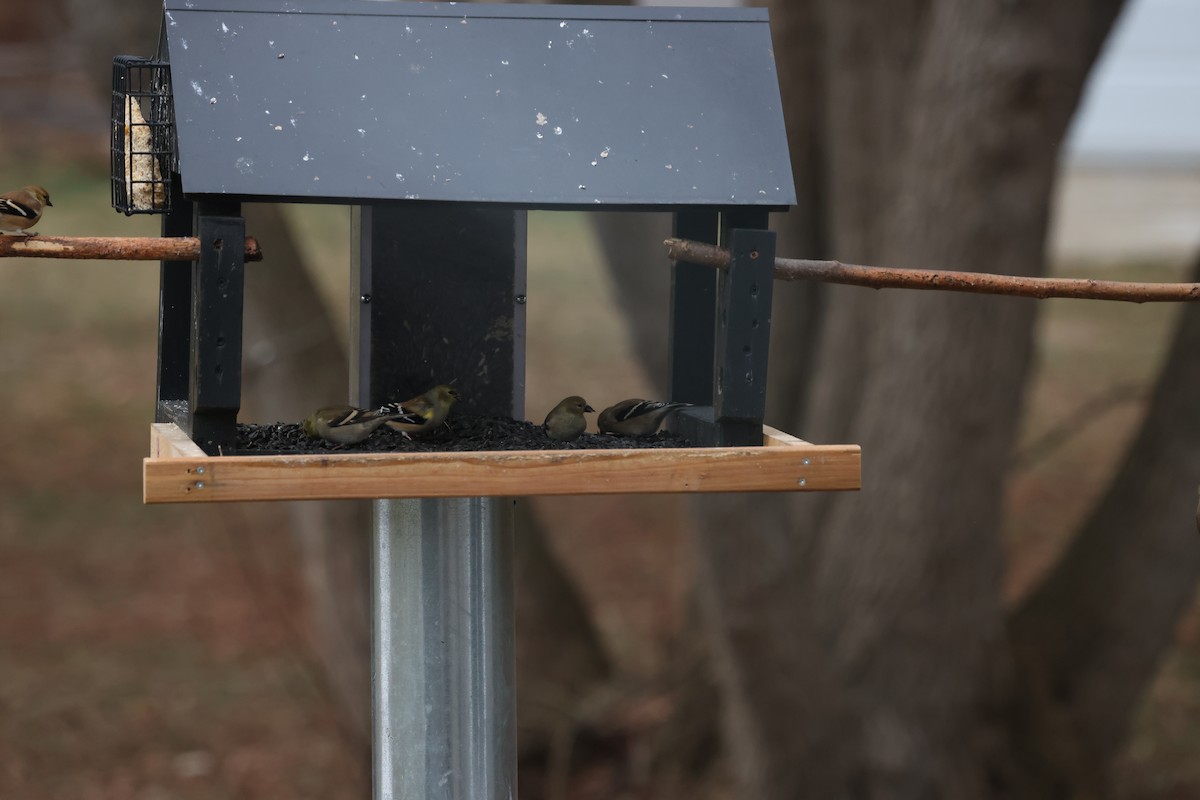 American Goldfinch - ML647438518