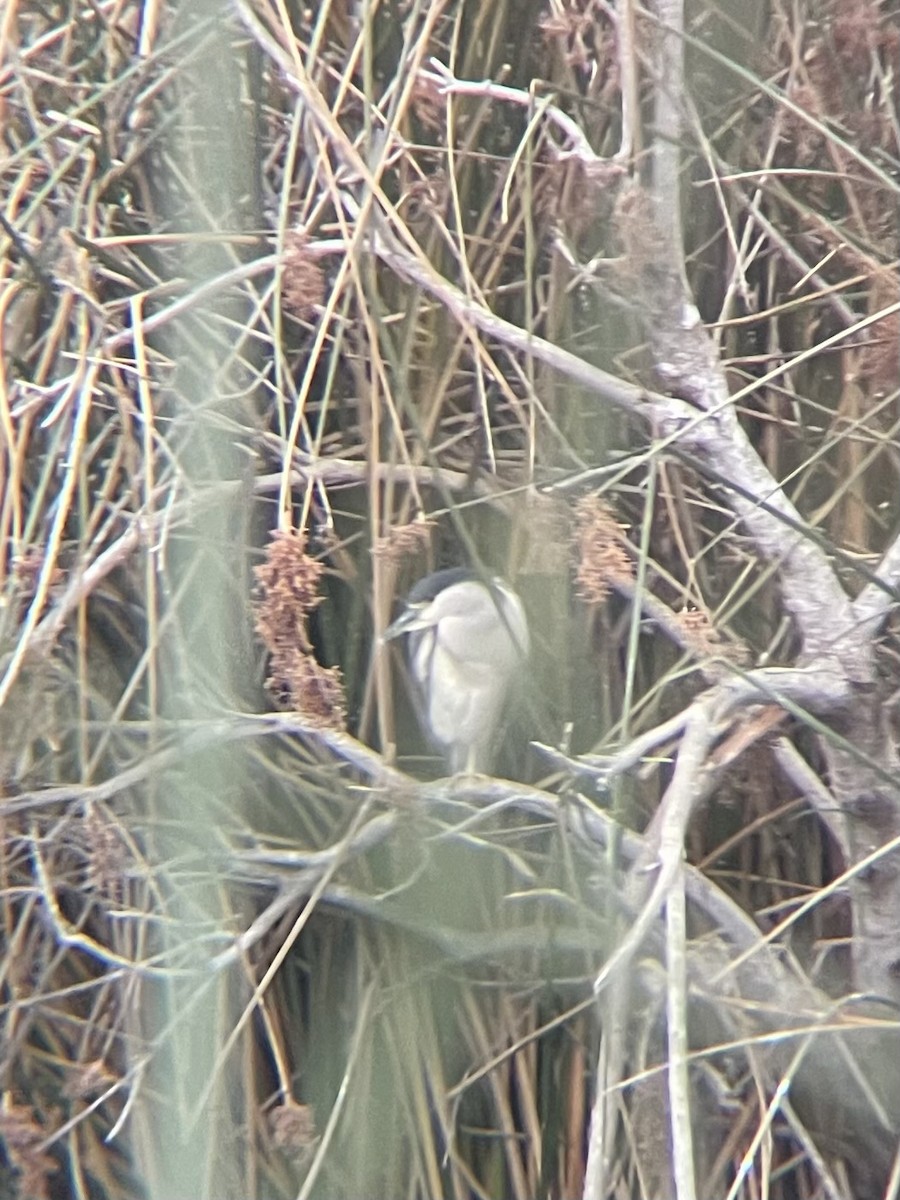 Black-crowned Night Heron - ML647438519