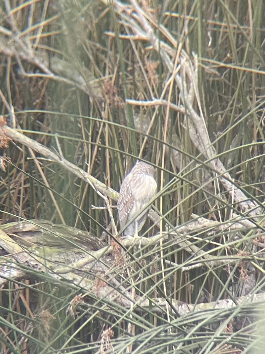 Black-crowned Night Heron - ML647438520