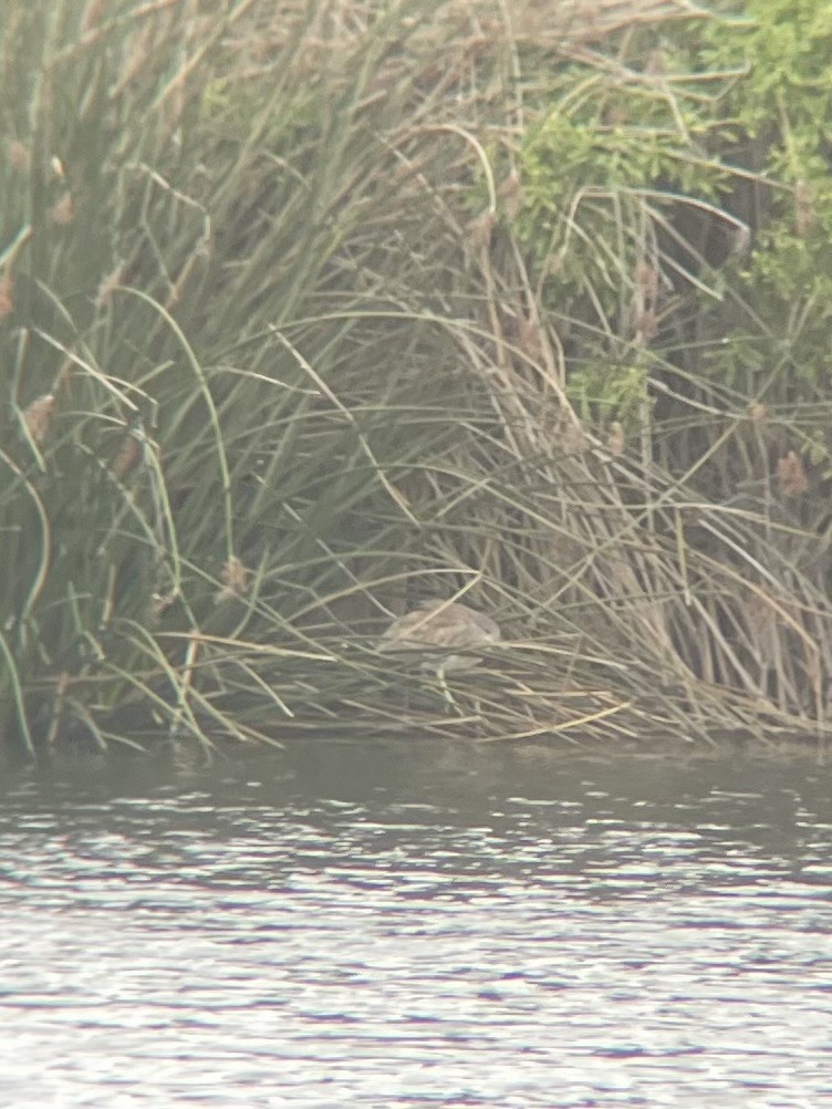 Black-crowned Night Heron - ML647438521