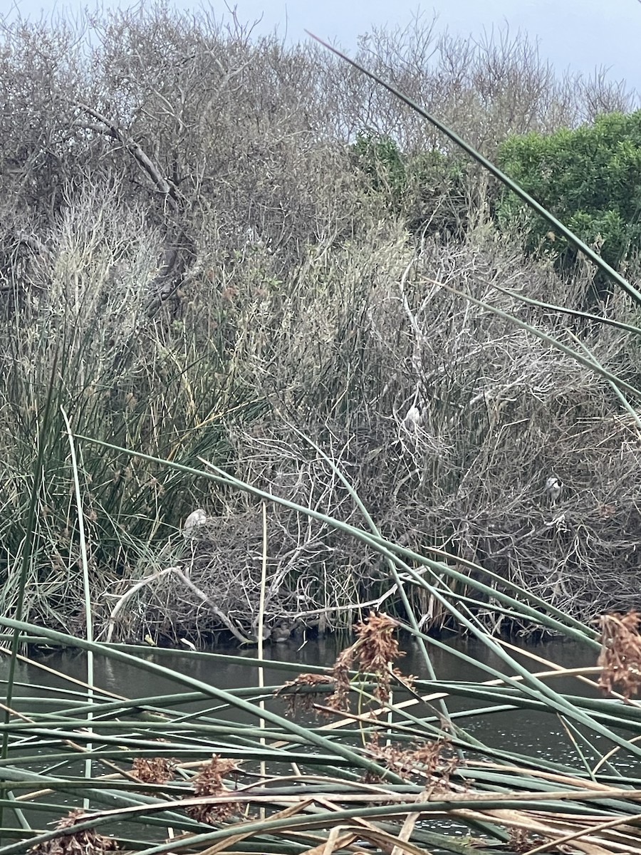 Black-crowned Night Heron - ML647438522