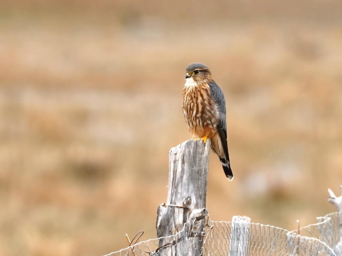 Merlin - ML647438535