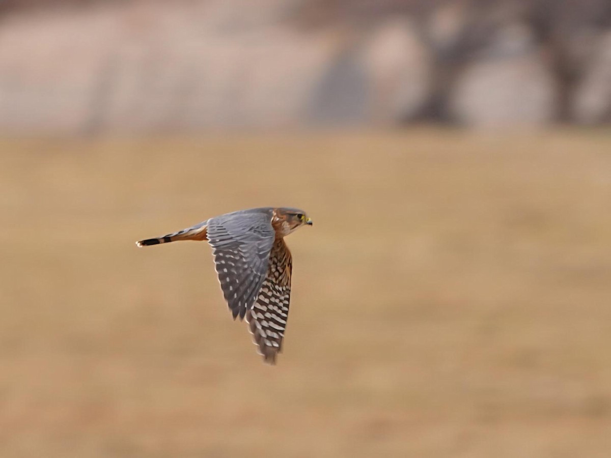 Merlin - ML647438536