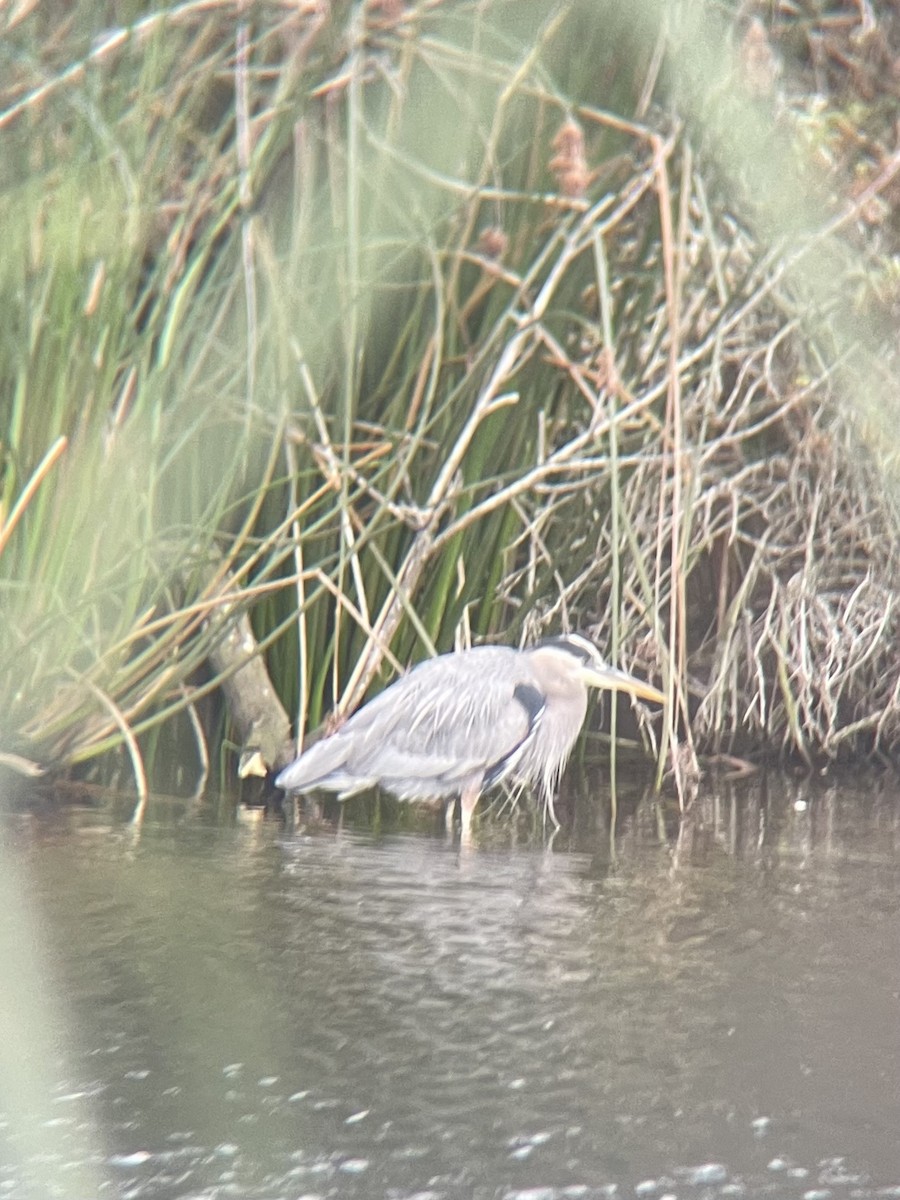 Great Blue Heron - ML647438538