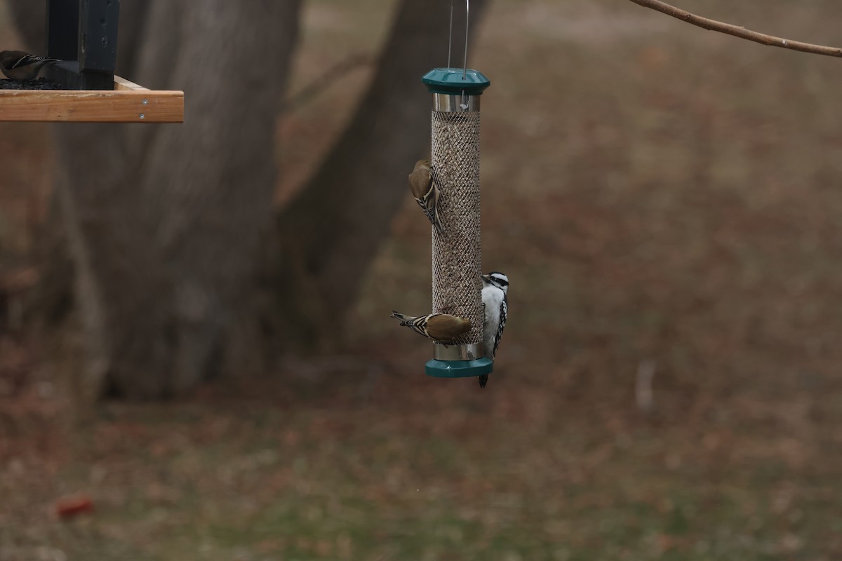 Downy Woodpecker - ML647438545