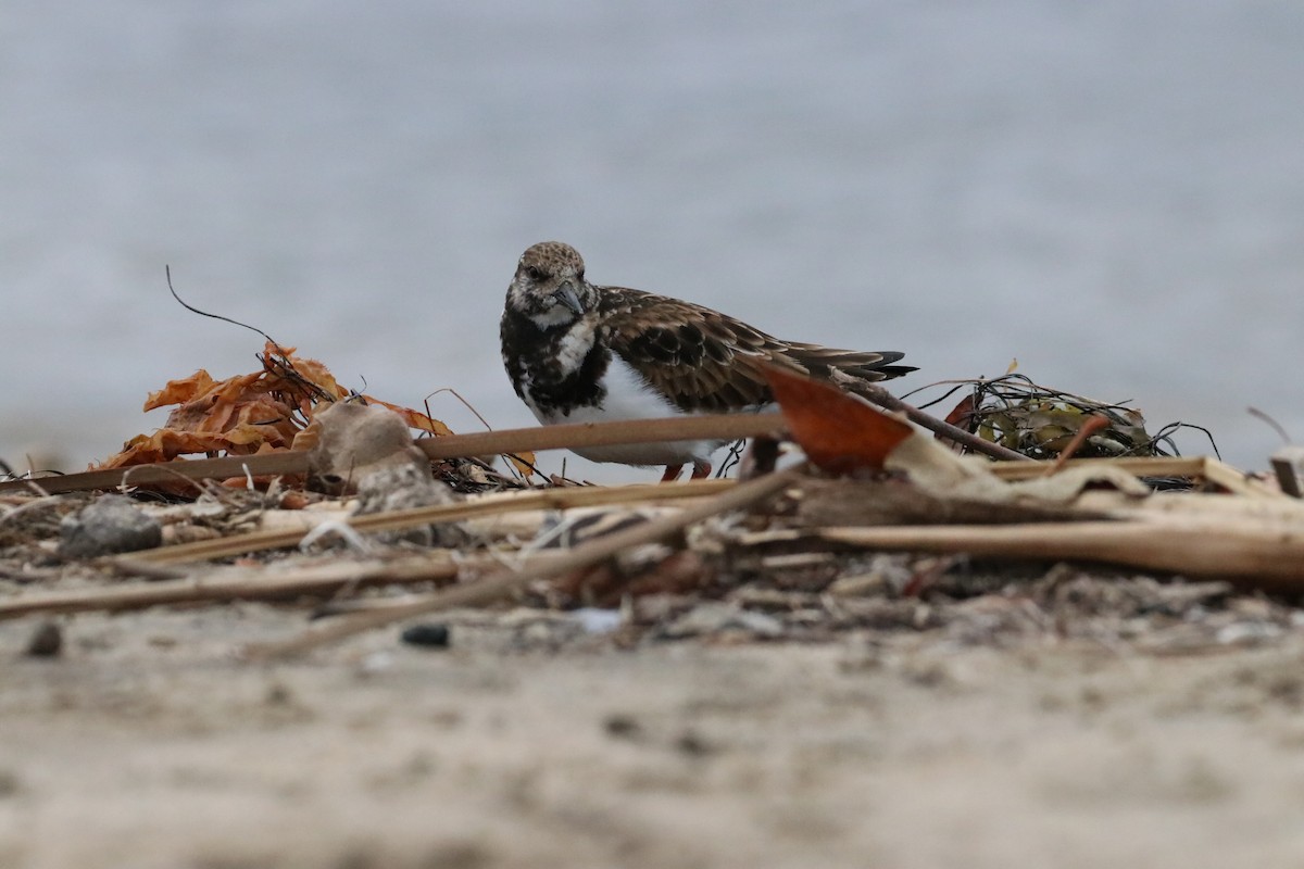 Камнешарка - ML647438547