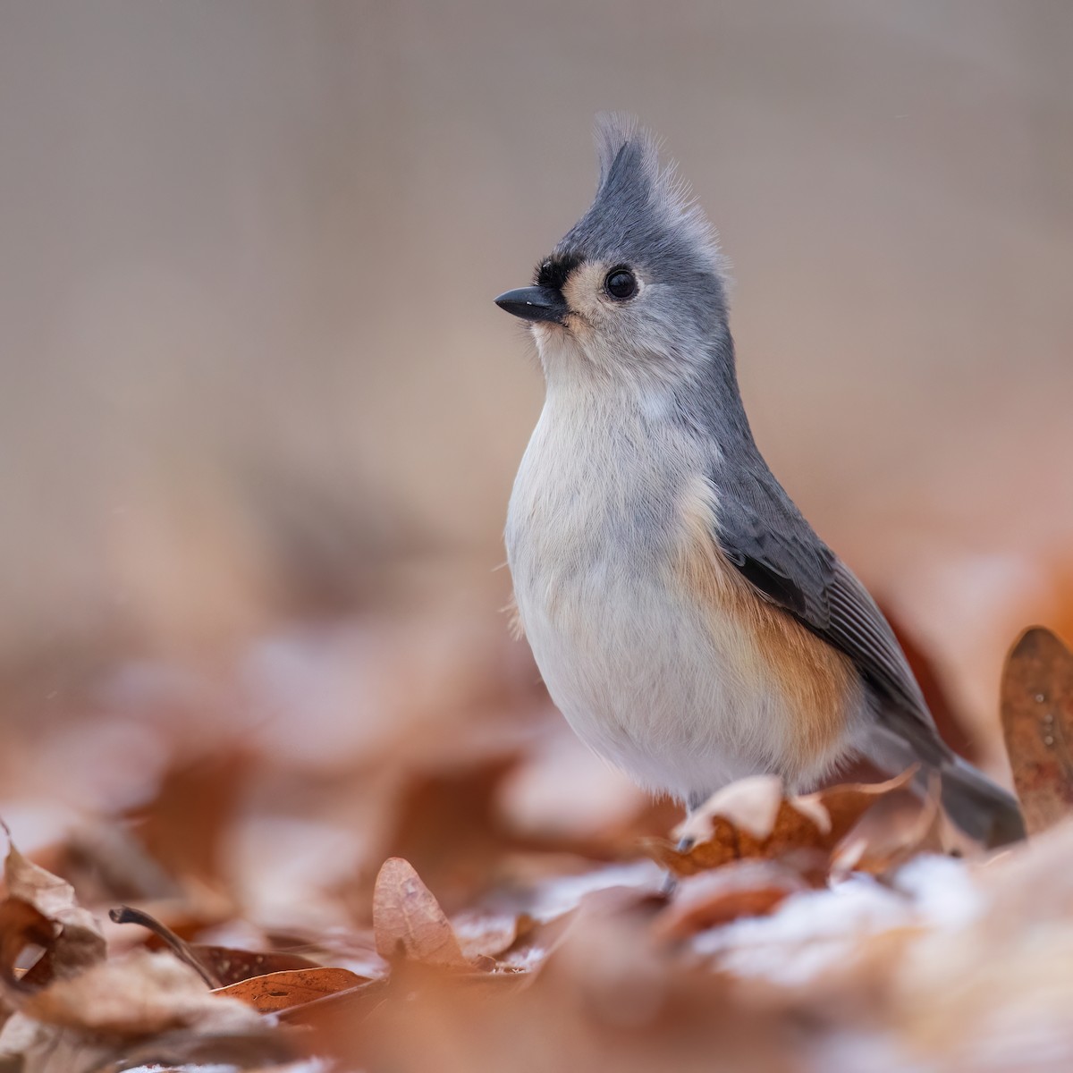 Tufted Titmouse - ML647438551