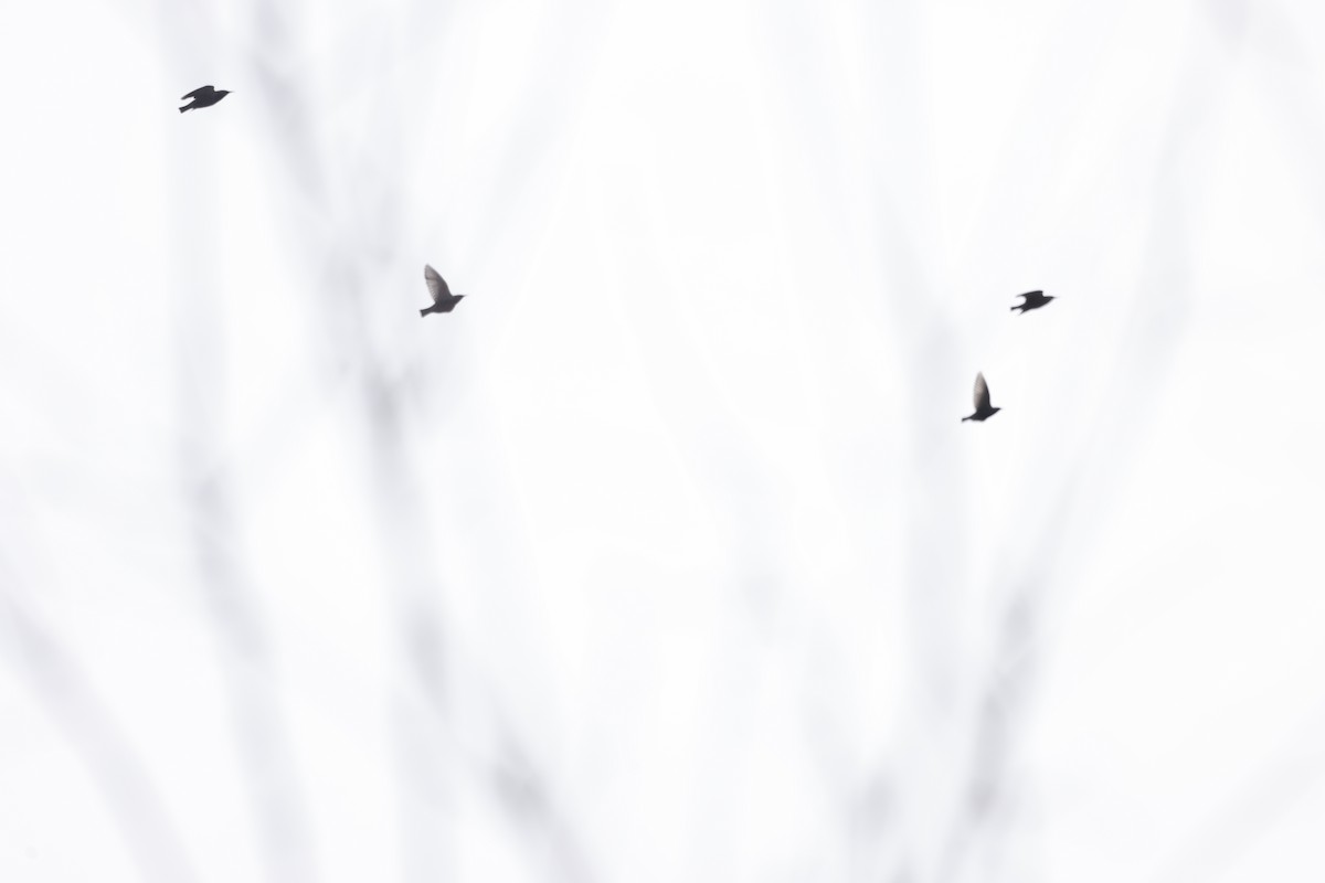 European Starling - ML647438560