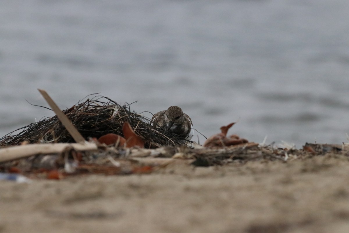 Камнешарка - ML647438564