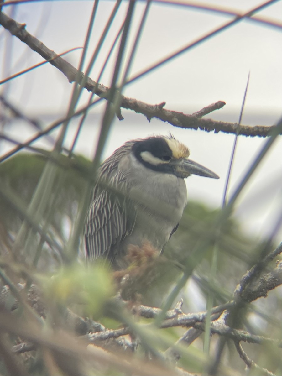 Yellow-crowned Night Heron - ML647438565