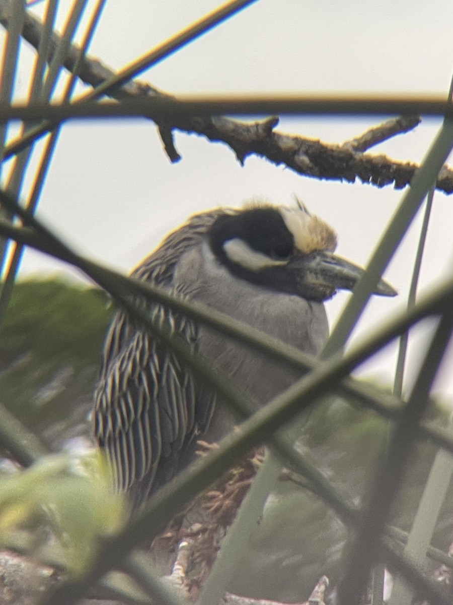 Yellow-crowned Night Heron - ML647438566