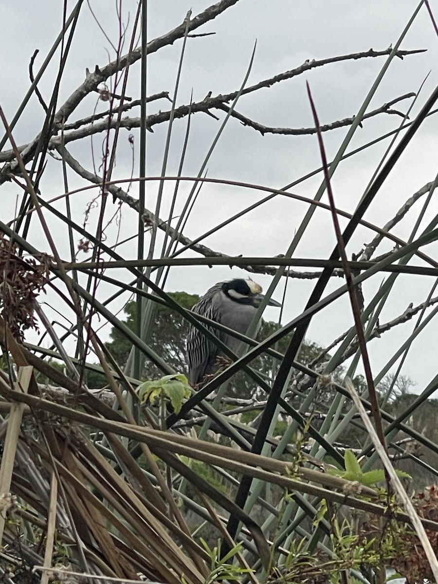 Yellow-crowned Night Heron - ML647438567