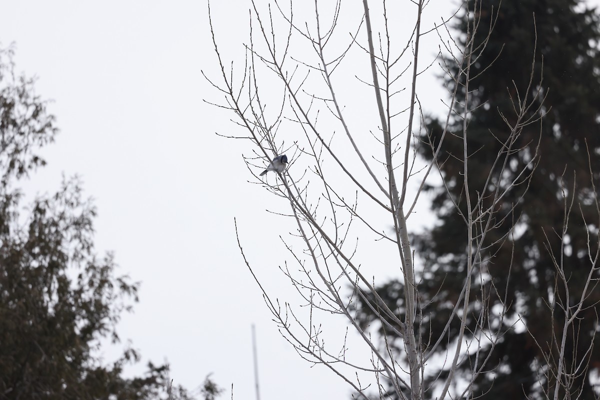 Blue Jay - ML647438574