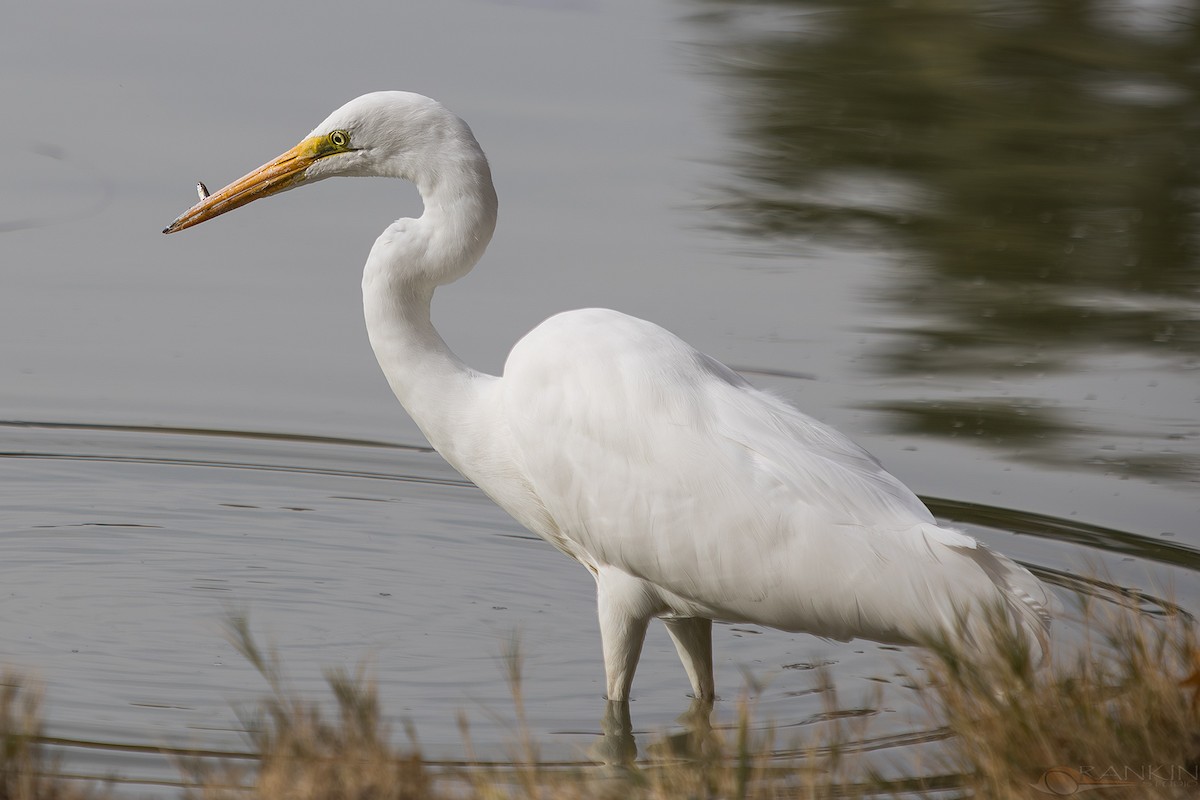 Koartza zuria - ML647438576