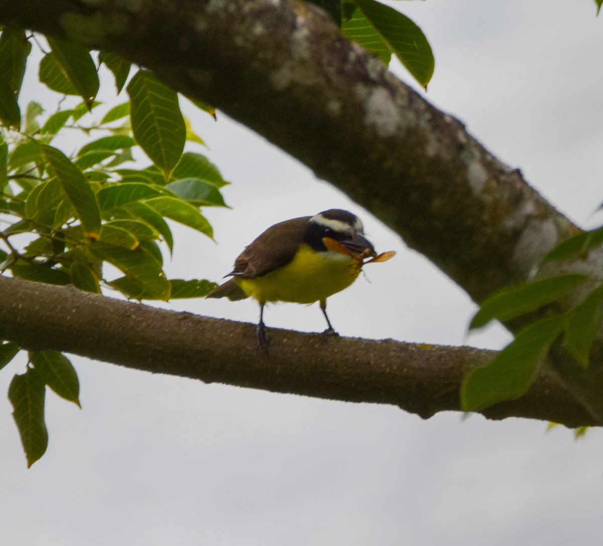 Boat-billed Flycatcher - ML647438623