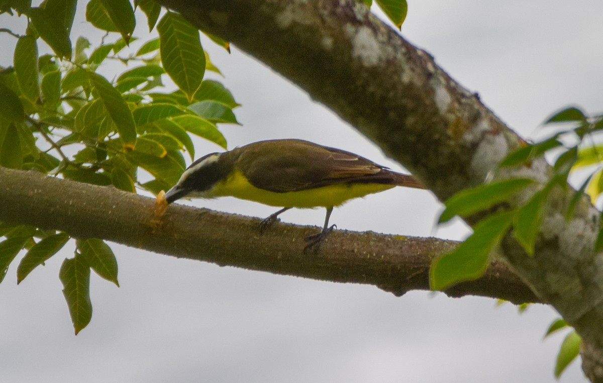 Boat-billed Flycatcher - ML647438624