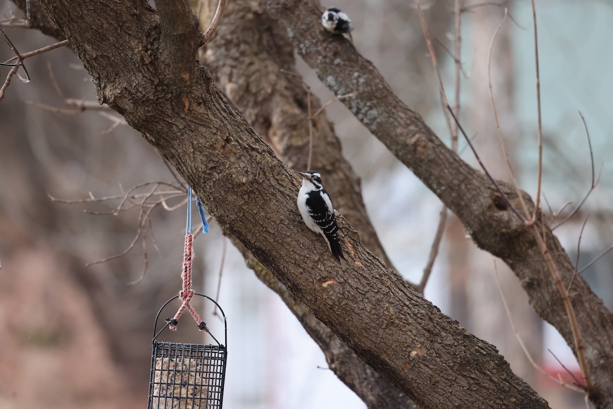 Hairy Woodpecker - ML647438631