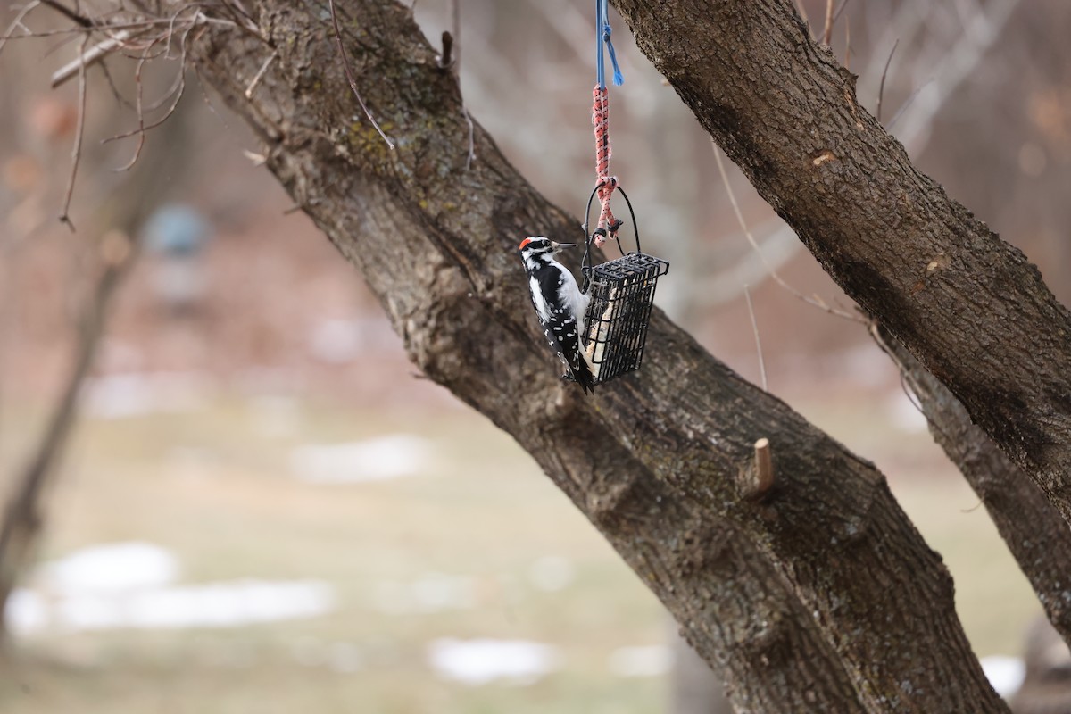 Hairy Woodpecker - ML647438637