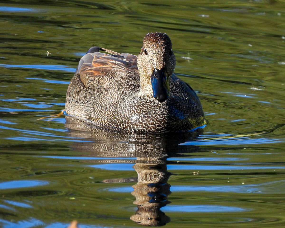 Gadwall - ML647438657