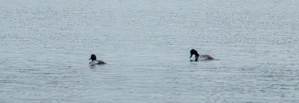 Greater Scaup - ML647438661