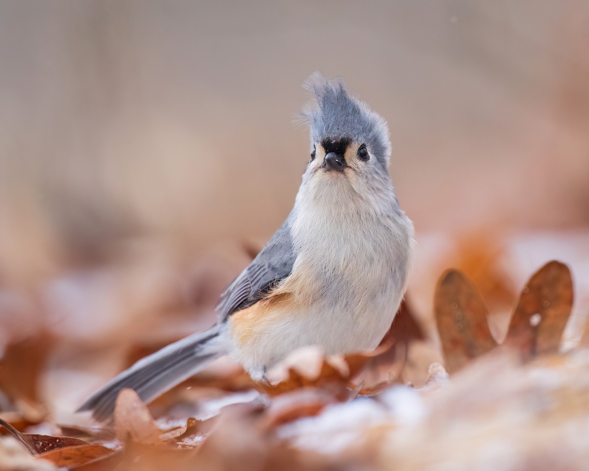 Tufted Titmouse - ML647438663