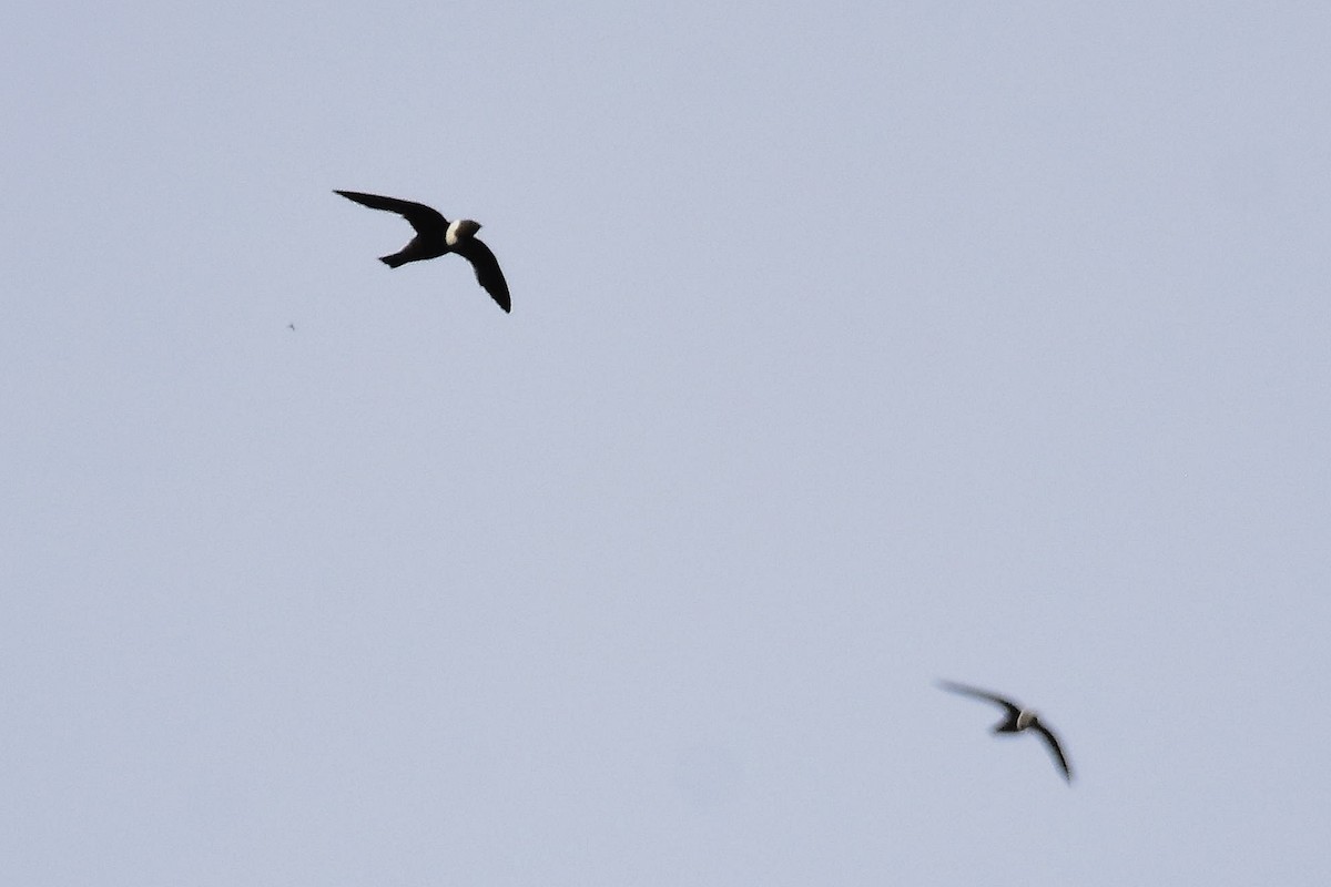 Halsbandsegler - ML647438667