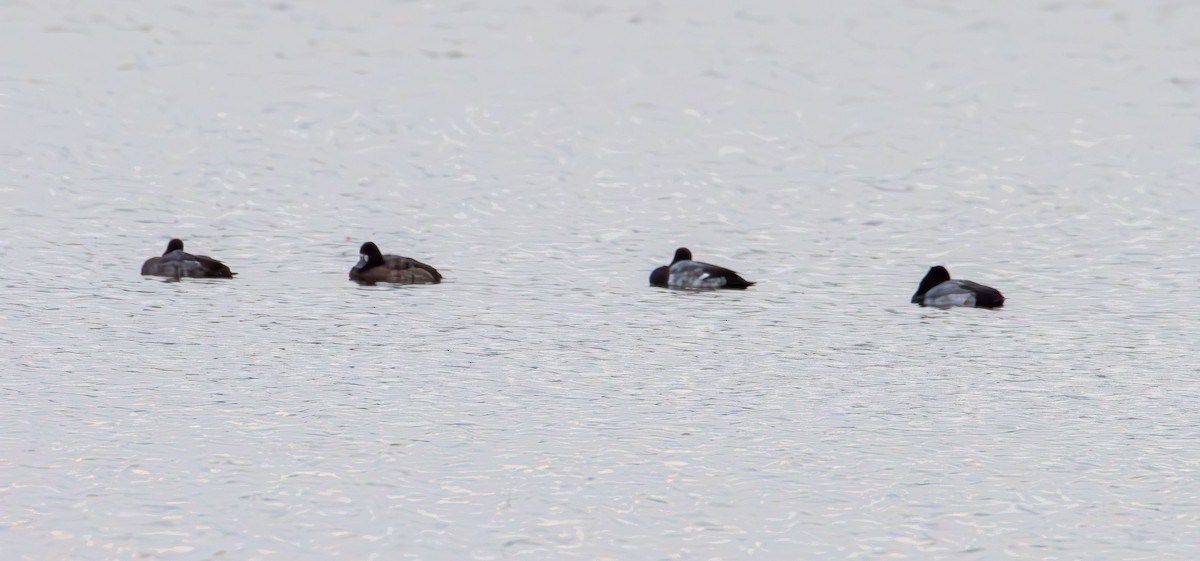 Greater Scaup - ML647438674