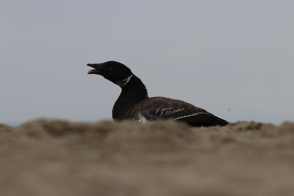 Чёрная казарка - ML647438677