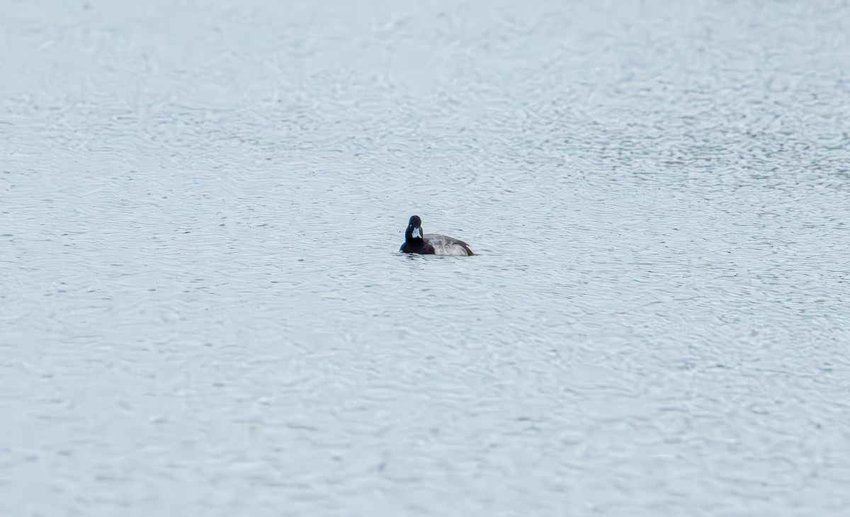 Greater Scaup - ML647438680