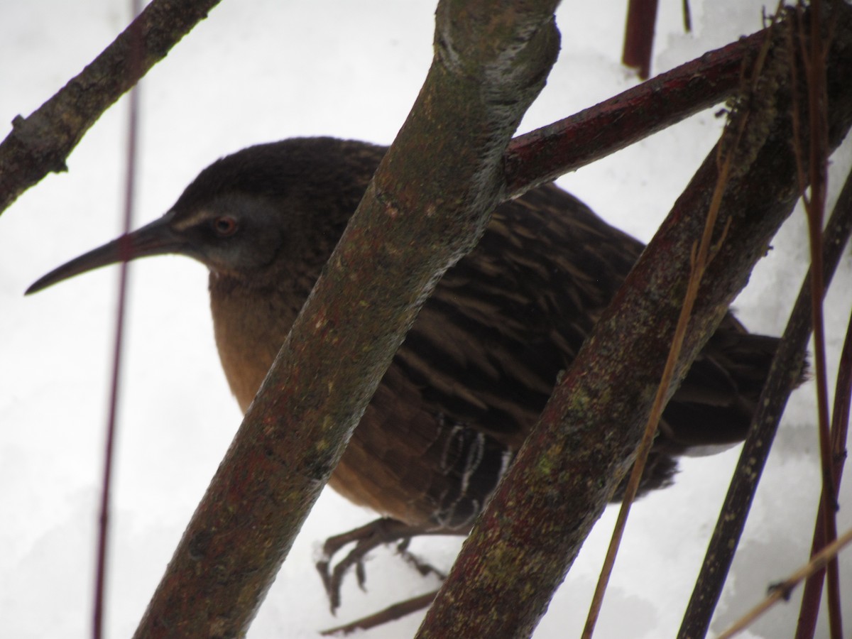 Virginia Rail - ML647438681