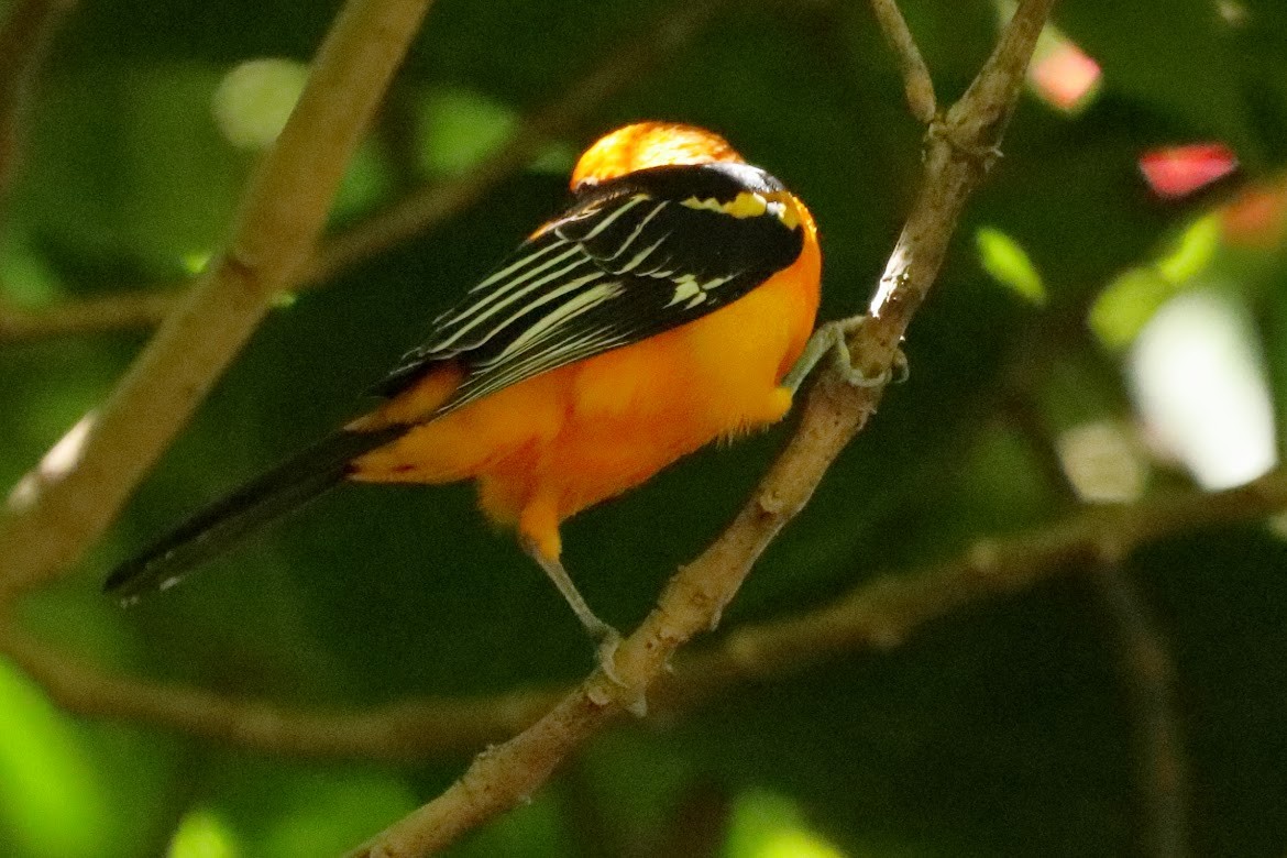 Altamira Oriole - ML647438683