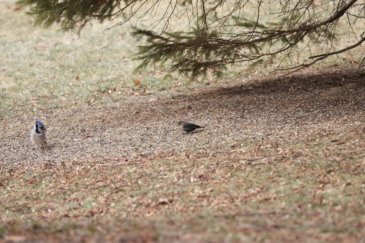 Brown-headed Cowbird - ML647438690