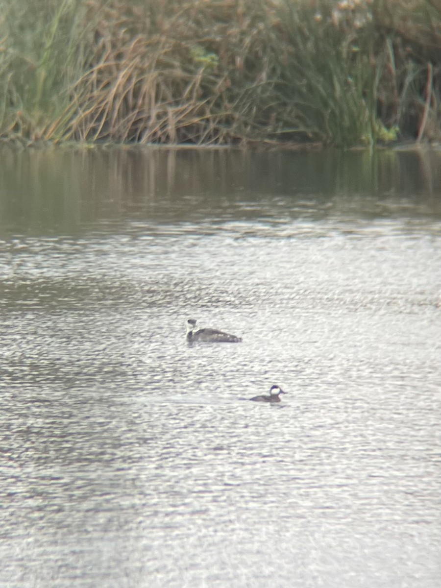 Western Grebe - ML647438699