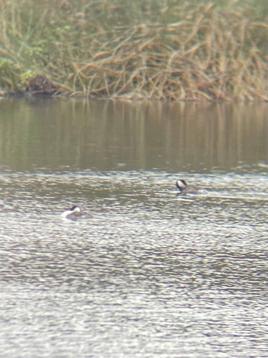 Western Grebe - ML647438700