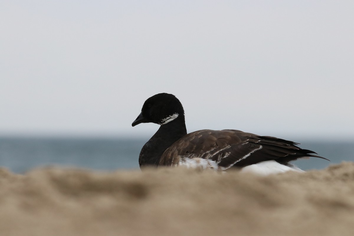 Чёрная казарка - ML647438705