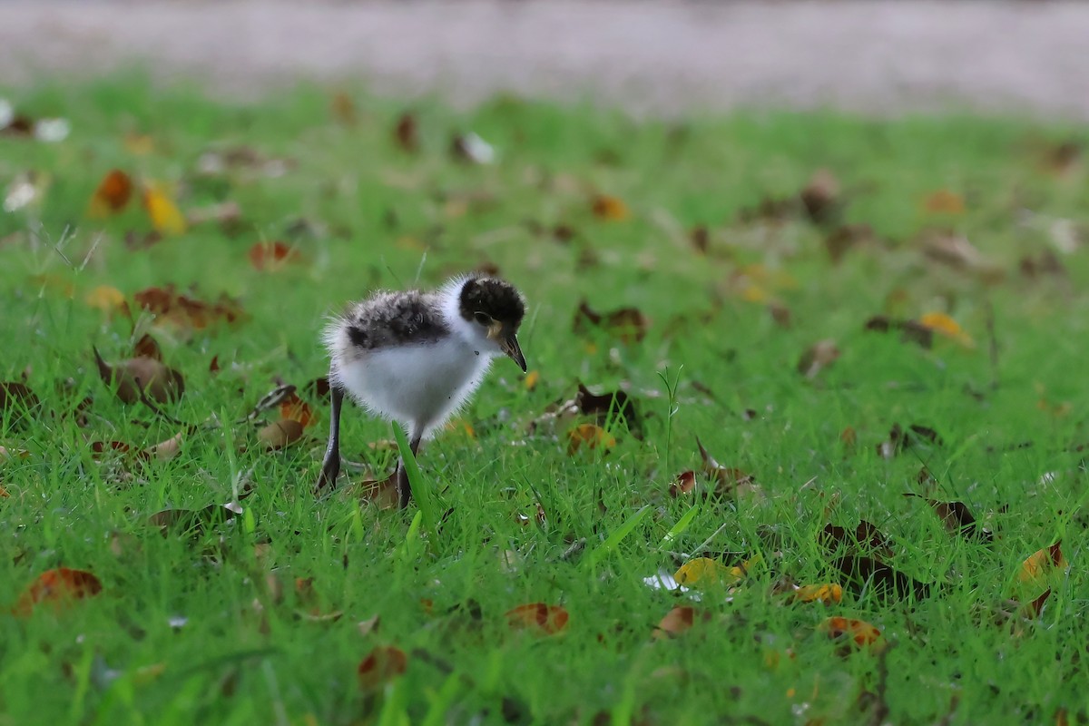 Avefría Militar (Sureña) - ML647438728