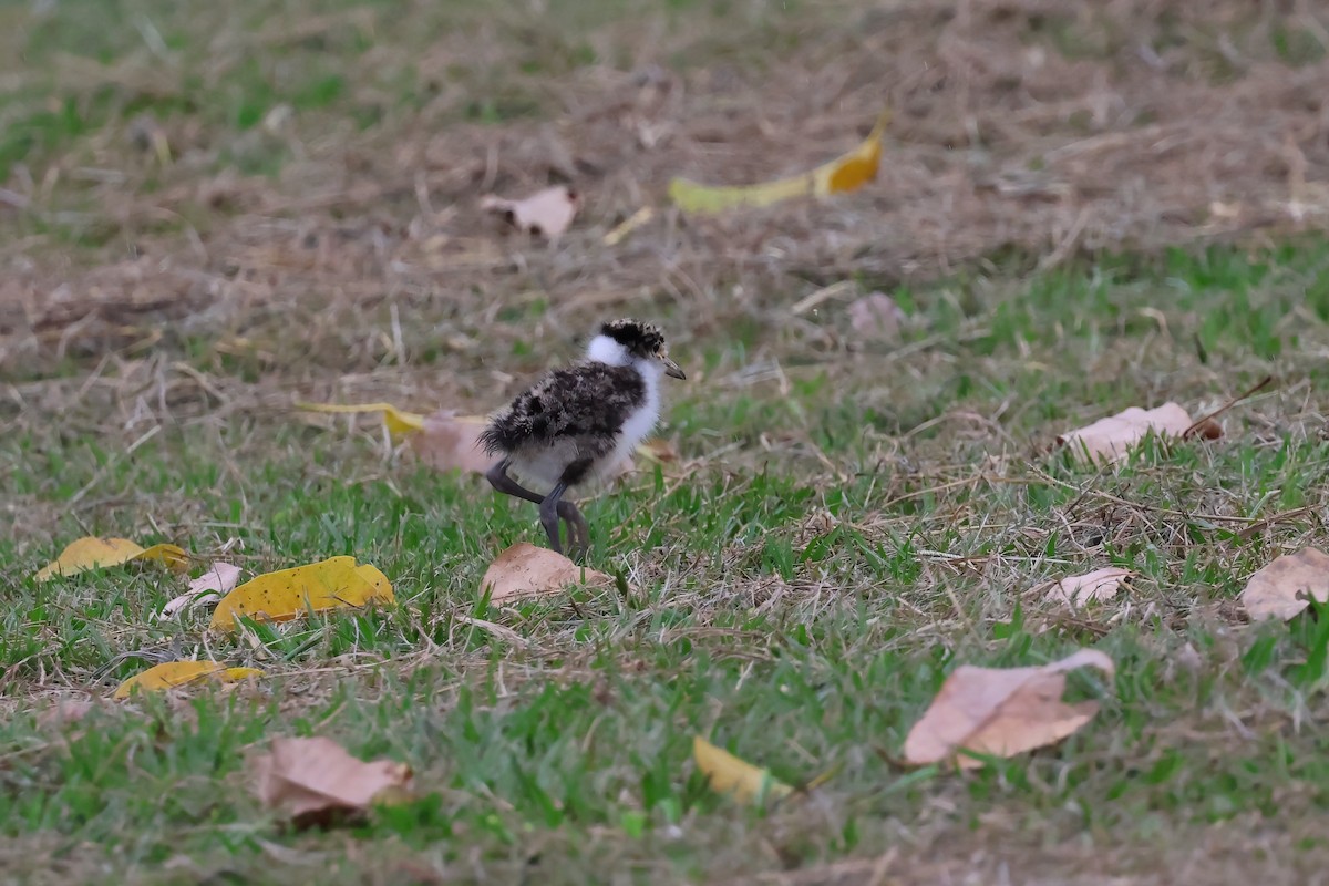 Avefría Militar (Sureña) - ML647438729