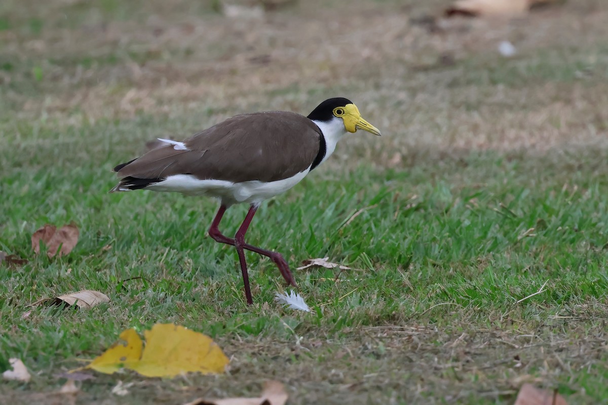 Avefría Militar (Sureña) - ML647438730