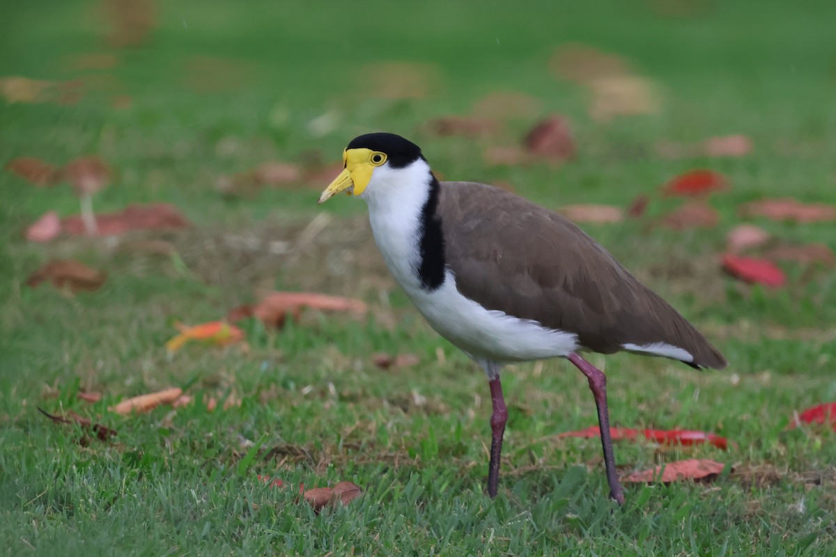 Avefría Militar (Sureña) - ML647438731