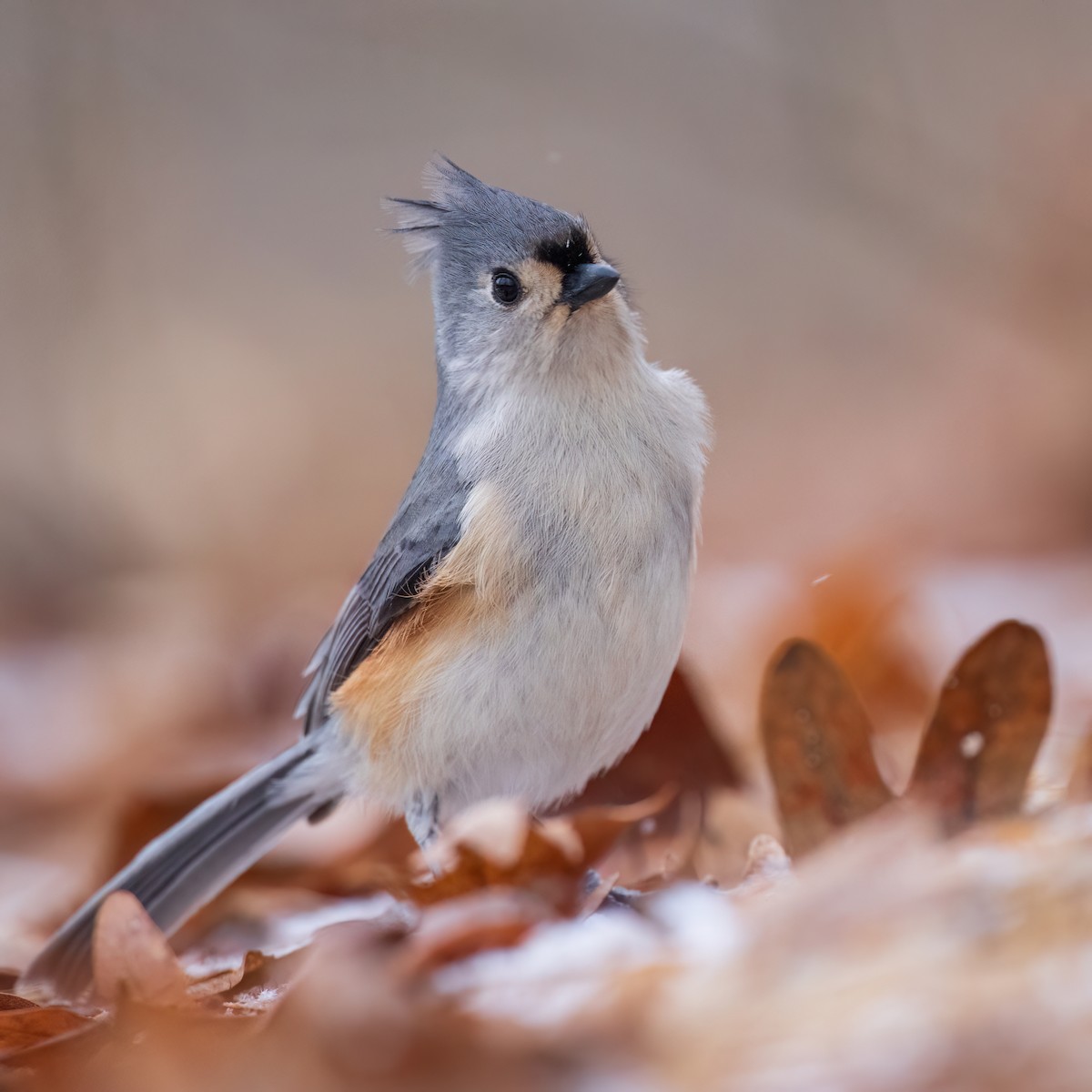 Tufted Titmouse - ML647438740