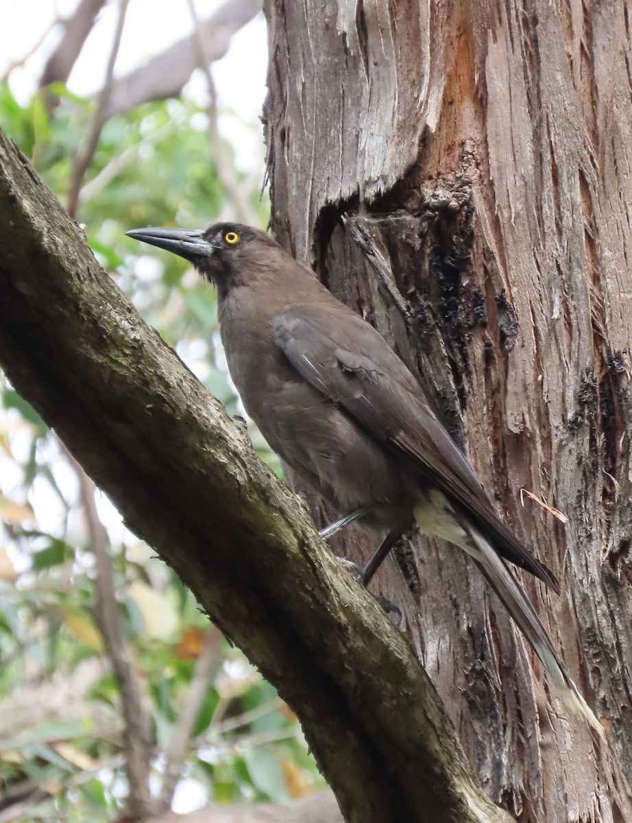 Gray Currawong (Black-winged) - ML647438744