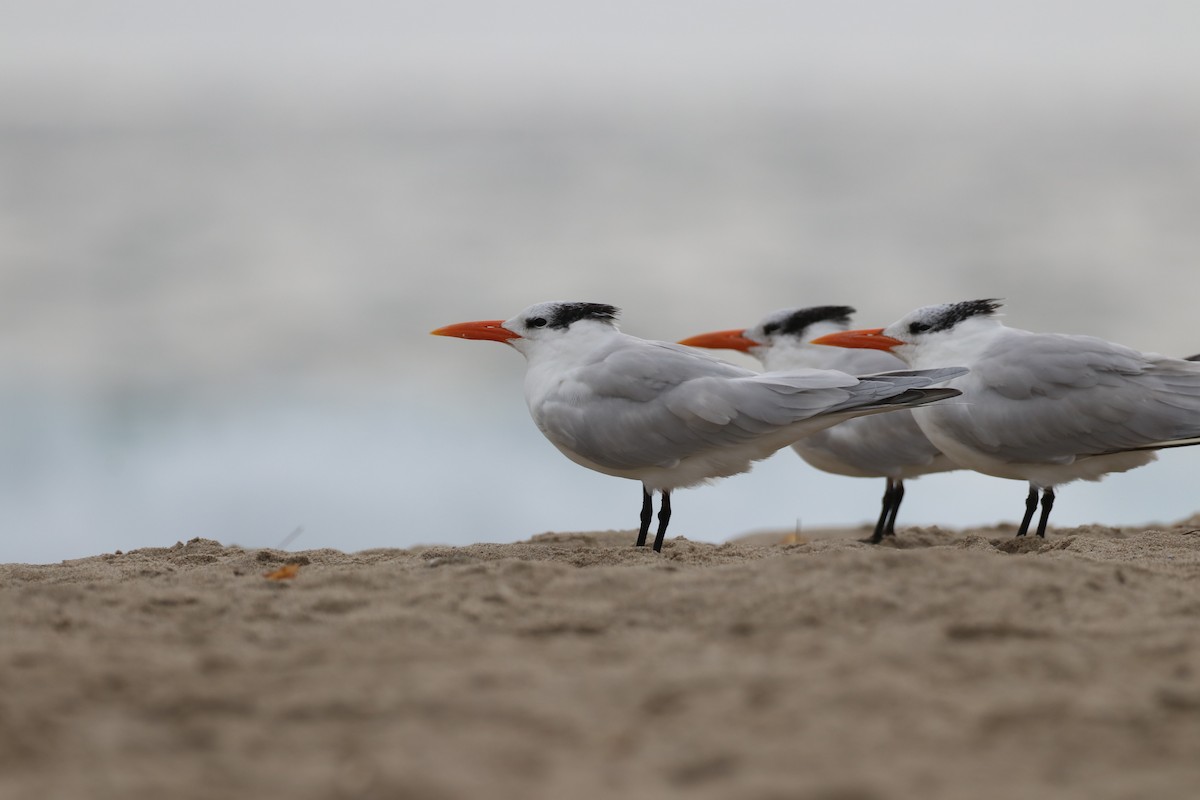 Королевская крачка - ML647438745