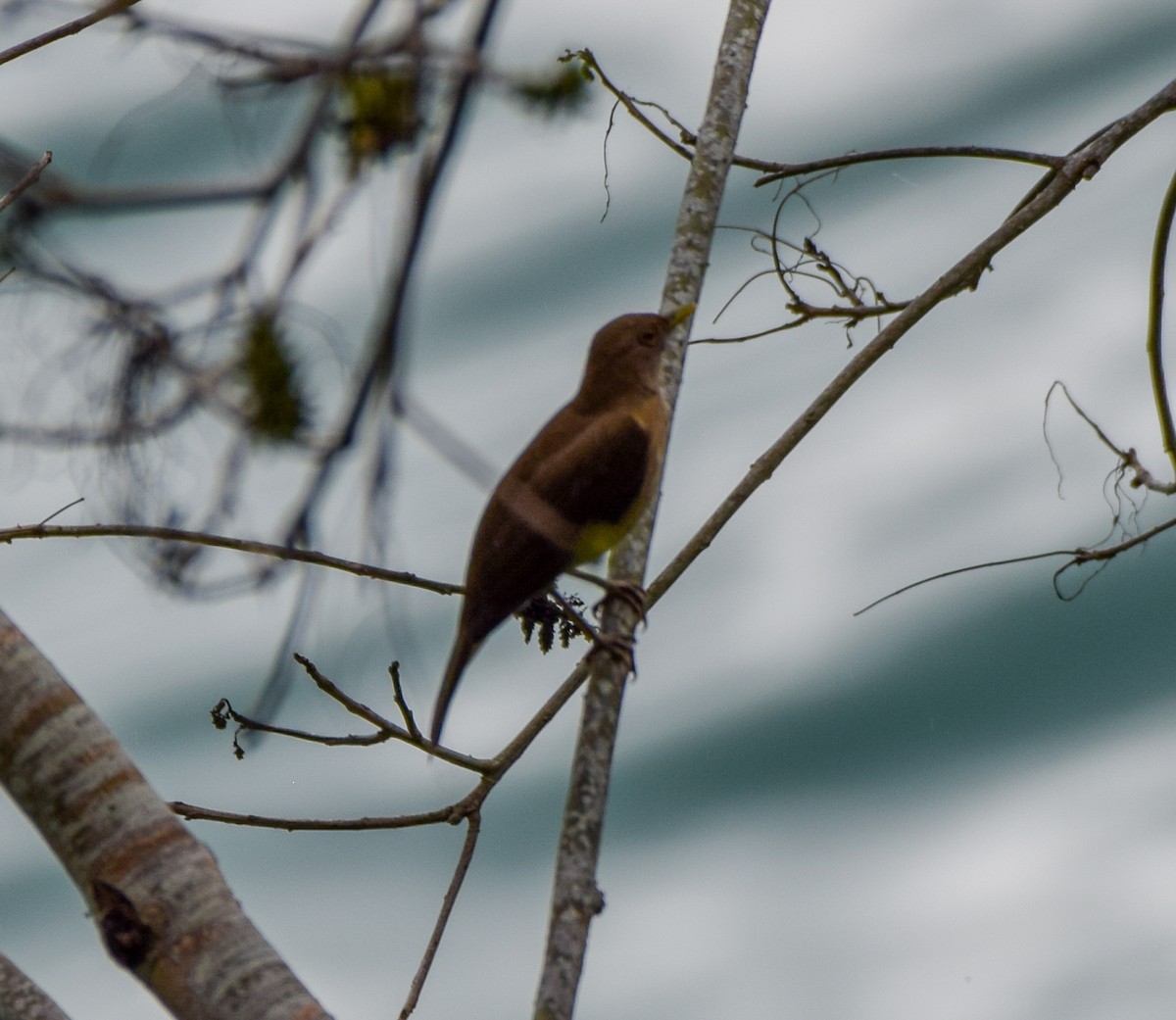 Merle fauve - ML647438757