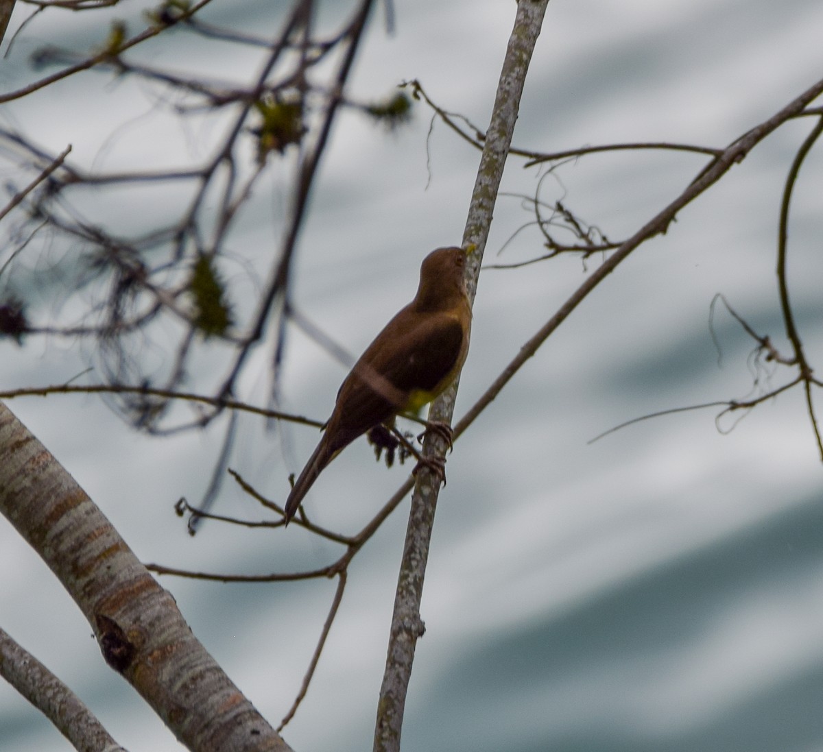 Merle fauve - ML647438758