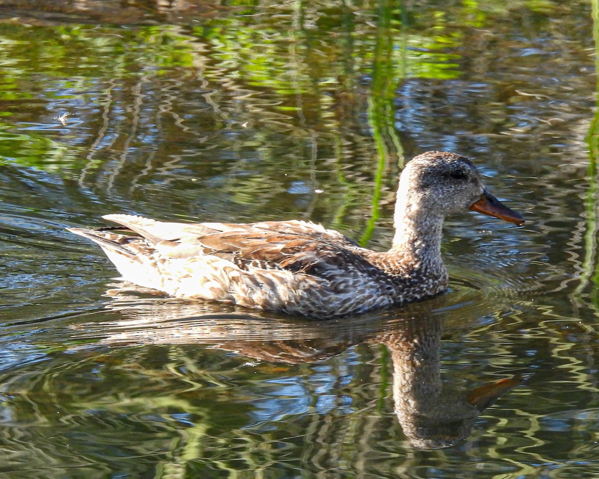 Gadwall - ML647438759
