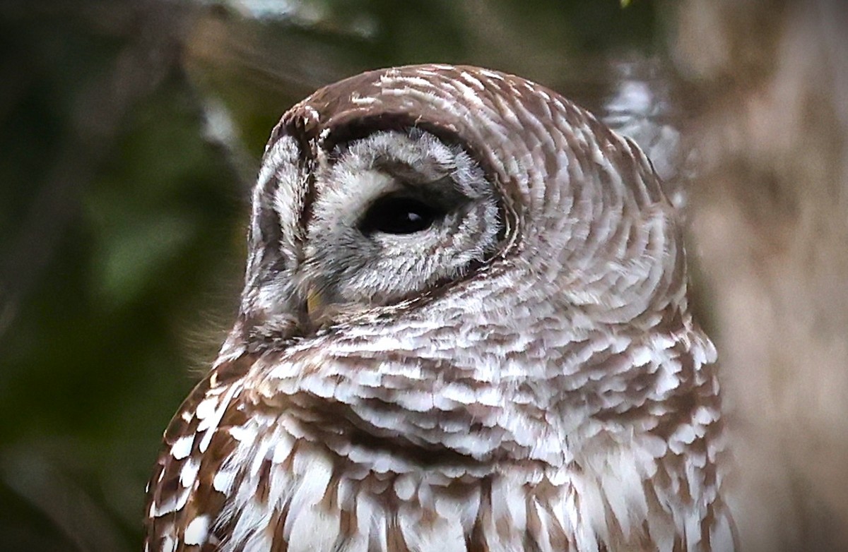 Barred Owl - ML647438760