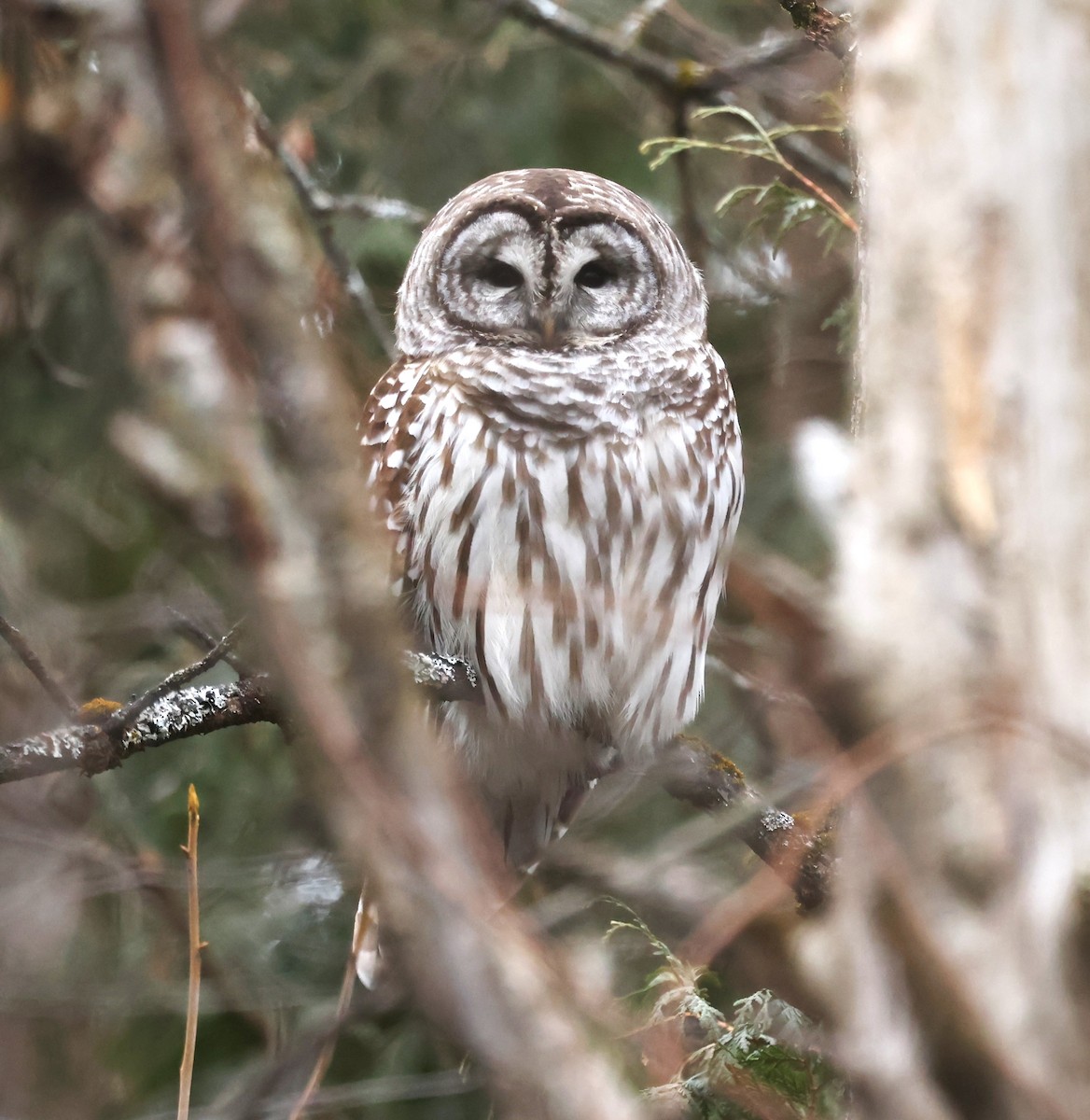 Barred Owl - ML647438761
