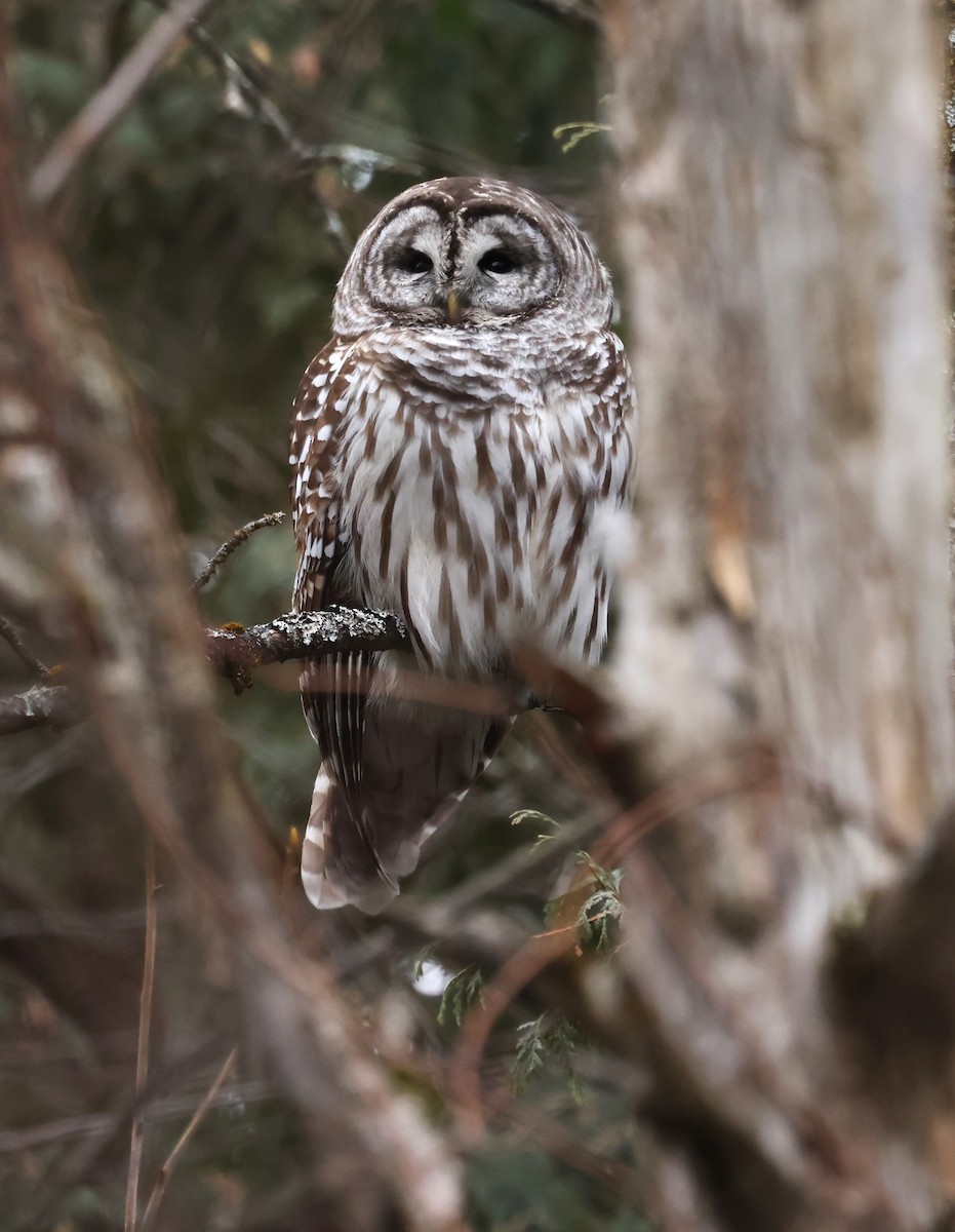 Barred Owl - ML647438762