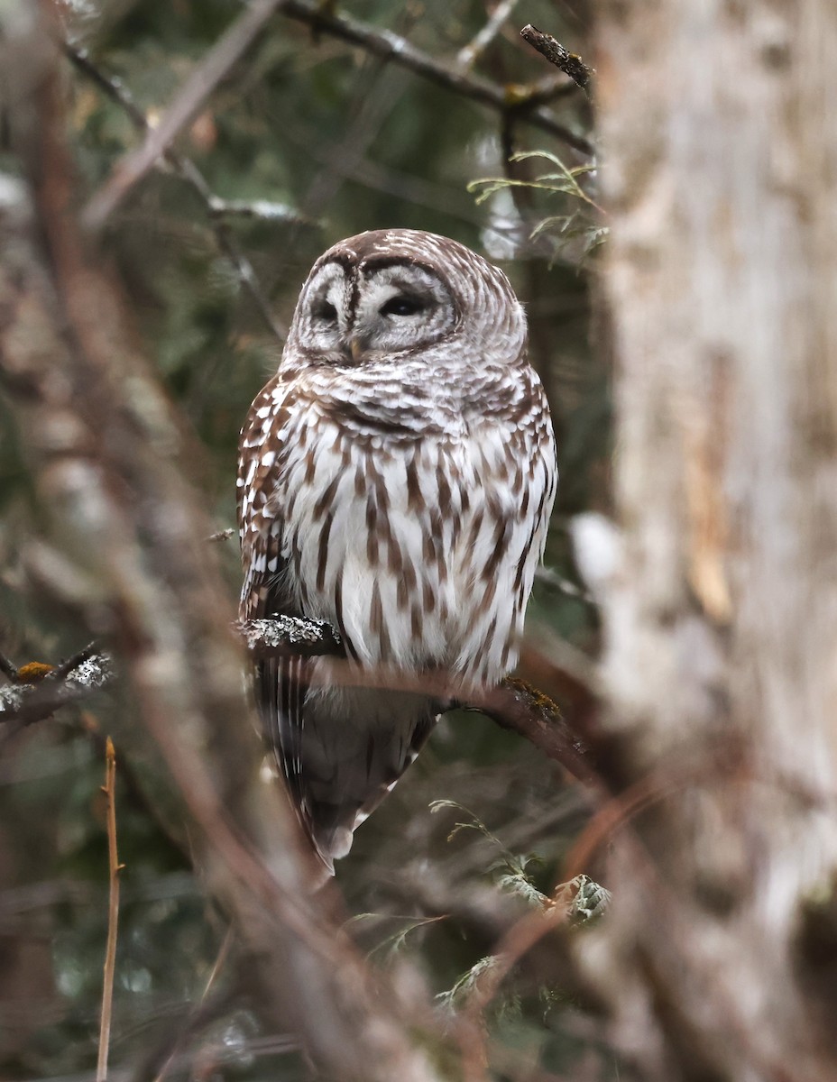 Barred Owl - ML647438763